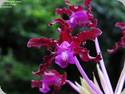 Laelia rosea
